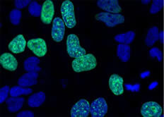 Immunocytochemistry/ Immunofluorescence - EdU Assay / EdU Staining Proliferation Kit (iFluor 488) (ab219801)