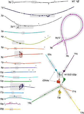HiFi-based assembly string graph of the CHM13 genome.