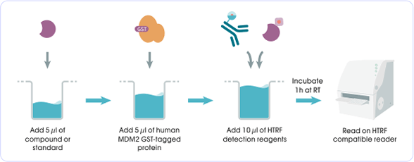 HTRF MDM2 Binding Kit 實驗流程示意圖