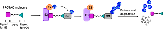 PROTACs 藥物作用原理示意圖