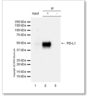 Immunoprecipitation (IP) validation - Recombinant Anti-PD-L1 antibody [73-10]