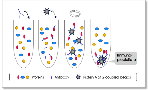 免疫沉澱 (immunoprecipitation, IP) 實驗原理示意圖