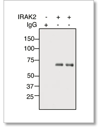 Immunoprecipitation - VeriBlot for IP Detection Reagent (HRP) (ab131366)