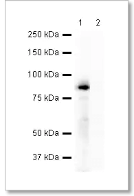 Immunoprecipitation - Mouse monoclonal [SB62a] Anti-Rabbit IgG light chain (HRP) (ab99697)