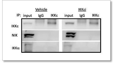 Immunoprecipitation - Immunoprecipitation kit (ab206996)