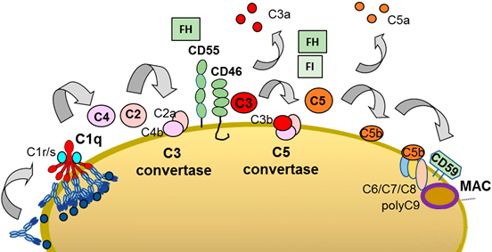 補體依賴性細胞毒殺作用 (complement-​dependent cytotoxicity, CDC)