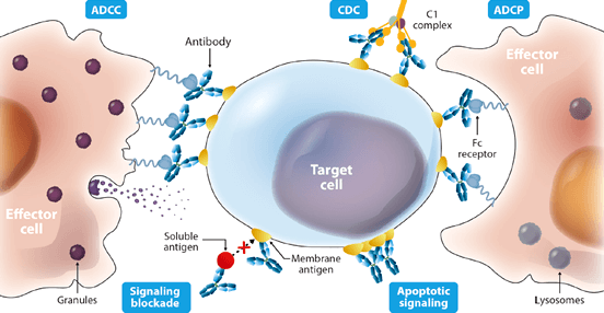 單株抗體藥物可經由多種機制發揮治療效果