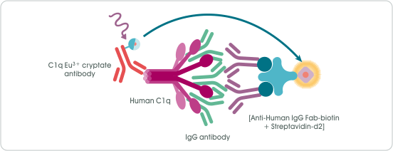 HTRF Human C1q Binding Kit 檢測原理示意圖