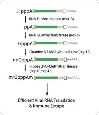 冠狀病毒 RNA 5' 端加帽修飾過程