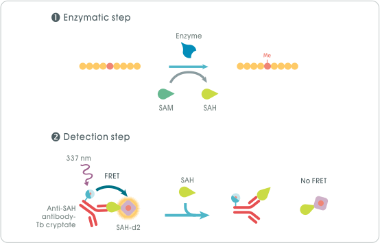 EPIgeneous™ Methyltransferase kit 作用原理