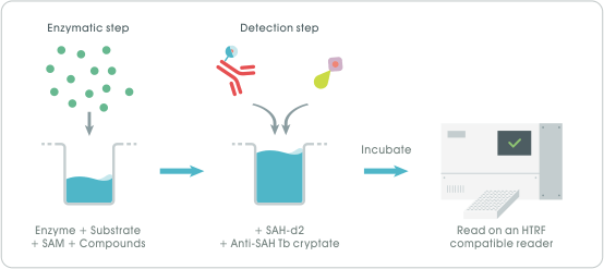 EPIgeneous™ Methyltransferase kit 檢測流程