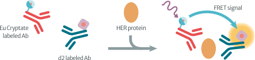以 HTRF 技術建立全均質化的 HER 家族蛋白質定量分析平台