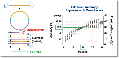 HiFi 定序原理：在進行 HiFi 定序時，待測 DNA 兩端會先銜接上一段序列 (adapter) 使其形成環狀 DNA。透過 PacBio 定序系統獨有的循環共識定序模式 (circular consensus sequencing, CCS)，待測 DNA 將會被反覆測序。由於 PacBio 定序技術不具有系統性錯誤，因此可以藉由比對反覆測序的序列結果將隨機產生的定序錯誤加以修正，保留下真正的基因體變異數據，最終達到 >99.9% (QV30) 的高準確度。