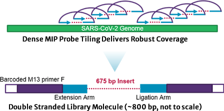 高密度重疊的 MIP 探針設計確保無論突變發生在哪個序列位置都能被成功捕獲