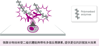 微聚合物技術使二級抗體能夠帶有多個反應酵素，提供更佳的訊號放大效果