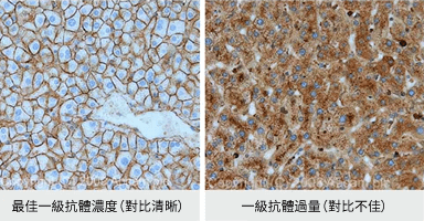 使用時，可參照抗體說明書或文獻數據進行優化測試，以能夠呈現出最佳訊噪對比的稀釋比例作為抗體工作濃度