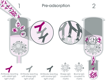 預吸附二級抗體具有高度專一性可降低交叉反應風險