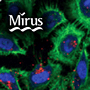 Mirus Bio 台灣獨家代理伯森生技