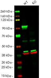 STAT3 蛋白質 WB 檢測