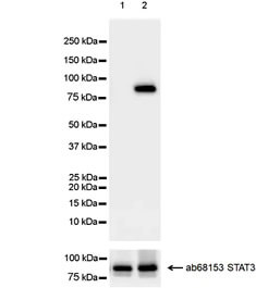 磷酸化 STAT3 蛋白質 WB 檢測