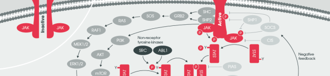 JAK2, STAT3 Western Blot 實戰技巧 | Abcam