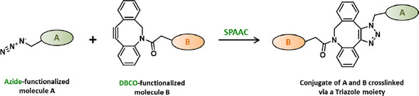 常見點擊化學反應二﹑Strain-promoted Azide - Alkyne Click Chemistry reaction (SPAAC)