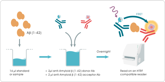 Amyloid beta 1-42 HTRF Kit 檢測原理與實驗流程示意圖