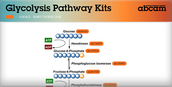 糖解作用路徑圖