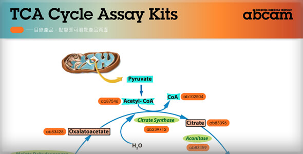 三羧酸循環路徑圖