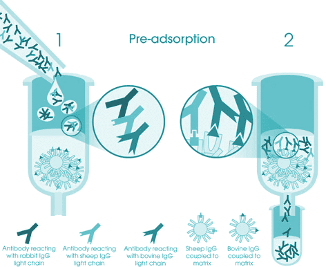 預吸附二級抗體具有高度專一性可降低交叉反應風險