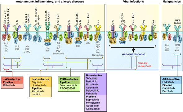 各細胞激素調控活化的 JAK，以及其對應的相關疾病與 JAK 抑制劑藥物
