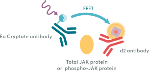 HTRF JAK Detection Kits 檢測原理