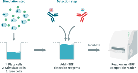 HTRF JAK Detection Kits 檢測流程