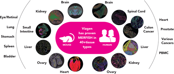 Vizgen 已在多種樣本類型中證明了 MERFISH 技術的有效性