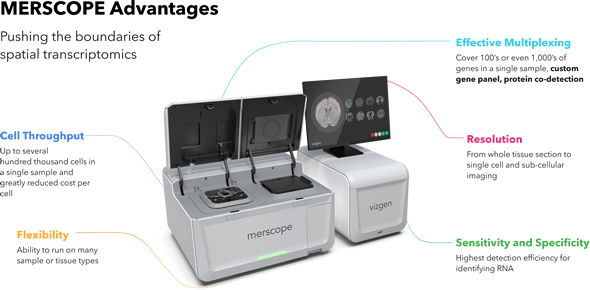 先進 MERSCOPE™ 平台可為 RNA 和蛋白質分析創建組織樣本中完整的單細胞表達圖