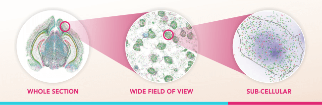 透過空間基因體學推升您的研究 - Vizgen MERSCOPE™ 平台