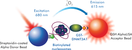 AlphaLISA Nucleosome Binding Assays 檢測原理示意圖