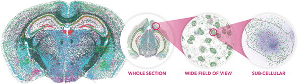 MERSCOPE™ Platform for Spatial Transcriptomics