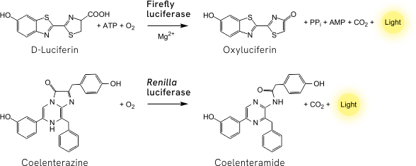 Firefly luciferase 和 Renilla luciferase 發光反應機制