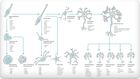 Neural lineage markers at a glance 海報