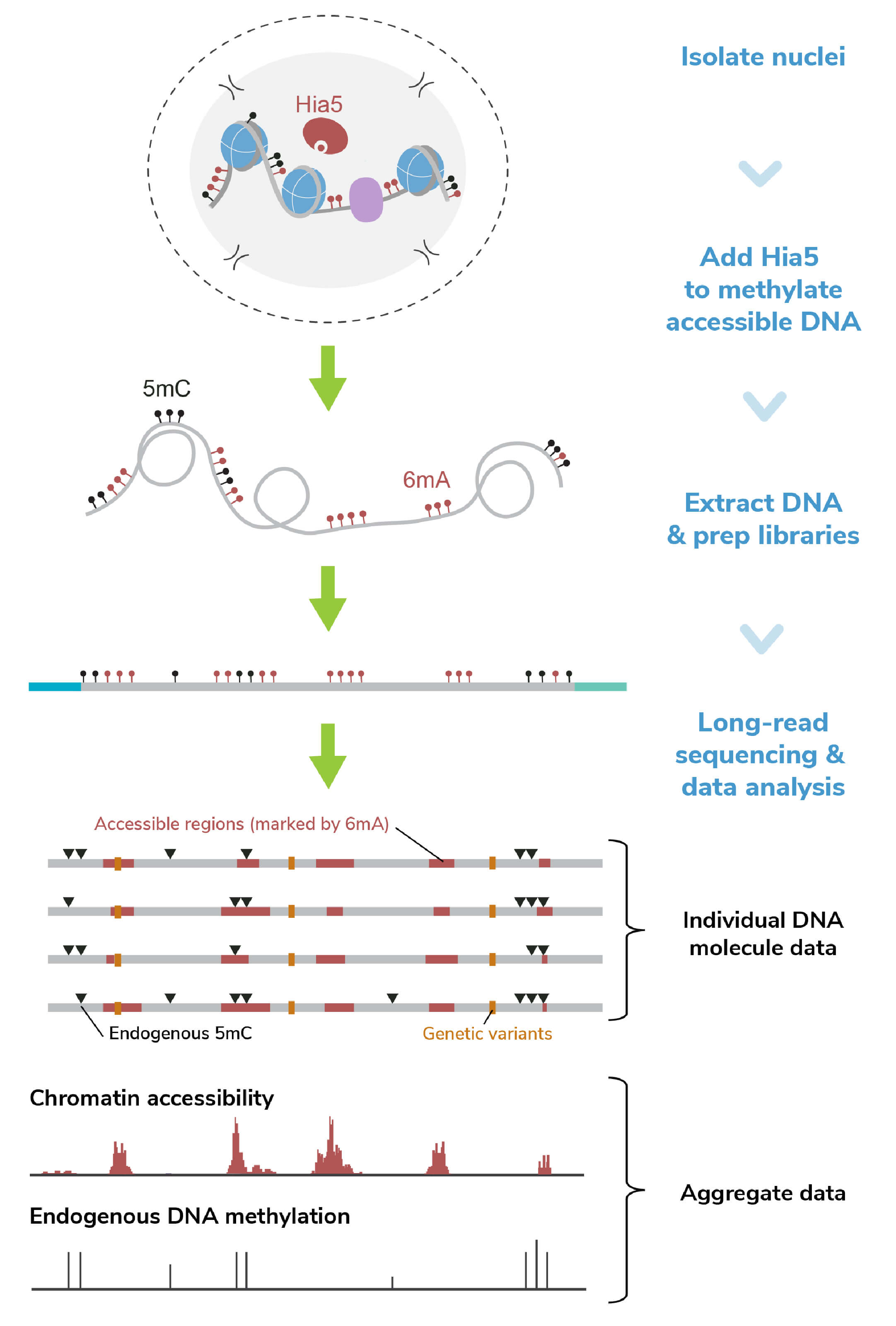 圖一、Fiber-seq流程圖