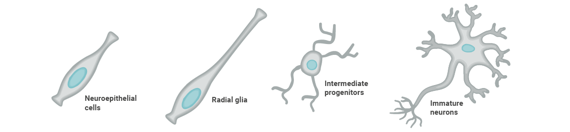 neurodevelopment