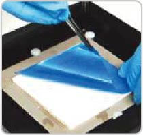 PolyScreen PVDF 轉漬膜