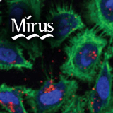 Mirus Bio 台灣獨家代理伯森生技