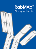 瀏覽 Abcam RabMAb® 兔單株抗體產品目錄