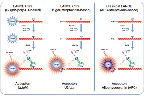 LANCE Ultra ULight Anti-6His Antibody, 1nmole