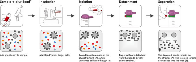 pluriSpin® 使用負向分離 (negative cell isolation) 的方式，達到分離特定細胞的效果。所謂 "負向分離" 是指 pluriSpin® 會與血液樣本內 "目標細胞以外" 的其餘細胞做結合，經由適度離心後即可將目標細胞與其他不需要的細胞分離開來，達到細胞分離效果。《操作流程》(1) 將 pluriSpin® 加入血液樣本 (50 μl per 1 ml sample); (2) 架設於 Rolling Mixer 上，作用反應 15 分鐘 (室溫, 15 rpm); (3) 加入與血液樣本等體積的 Wash Buffer，並混合均勻; (4) 取適量的 Lymphoprep™ 密度梯度離心介質加入管底，再將 (3) 加至上層; (5) 800 x g 離心 15 分鐘 (室溫)。目標細胞會分佈在上層的 Plasma 與下層密度梯度離心介質中間，小心以 Tip 吸出，並以 Wash Buffer 清洗之。