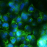 3D 細胞培養基質 (3D Cell Culture Matrix)