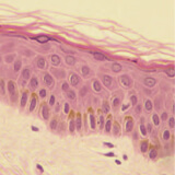 3D 重建人類組織模型 (3D Reconstructed Human Tissues)