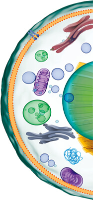 CELLESTIAL® 活細胞螢光染劑 | Enzo Life Sciences 台灣代理伯森生技